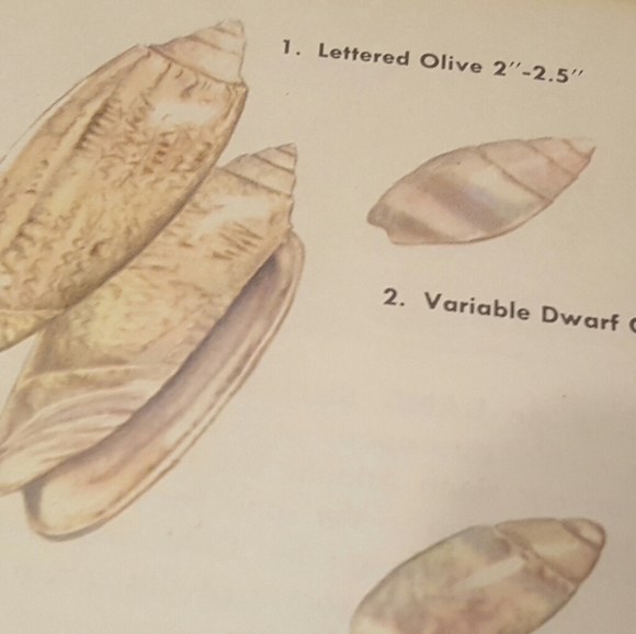 VINTAGE 1955 - A GOLDEN NATURE GUIDE - SEASHORES - Picture 11 of 11